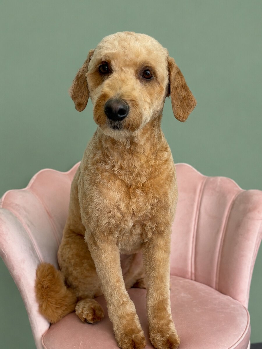 A golden doodle sitting neatly on the pink shell chair after a full groom.