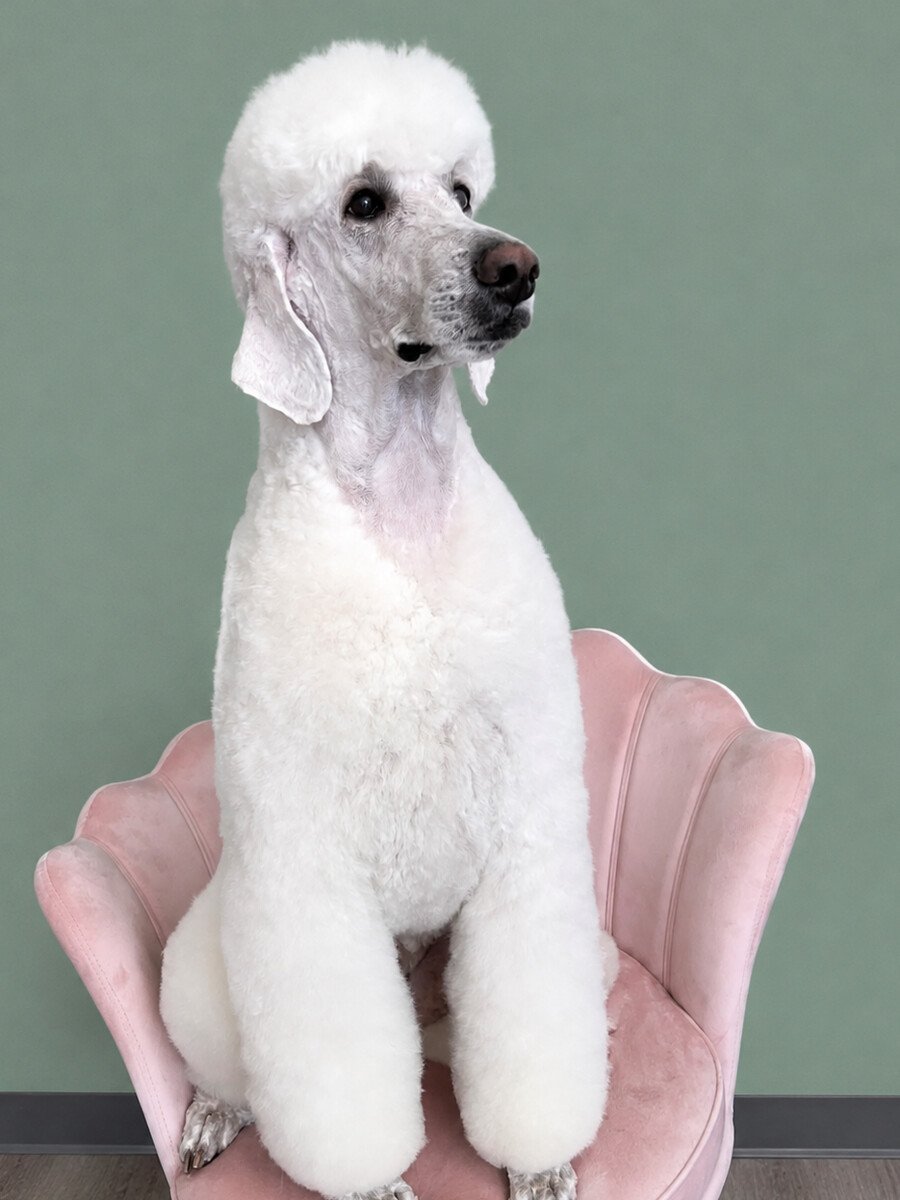 A white standard poodle in profile, freshly groomed, sitting on the pink shell chair.