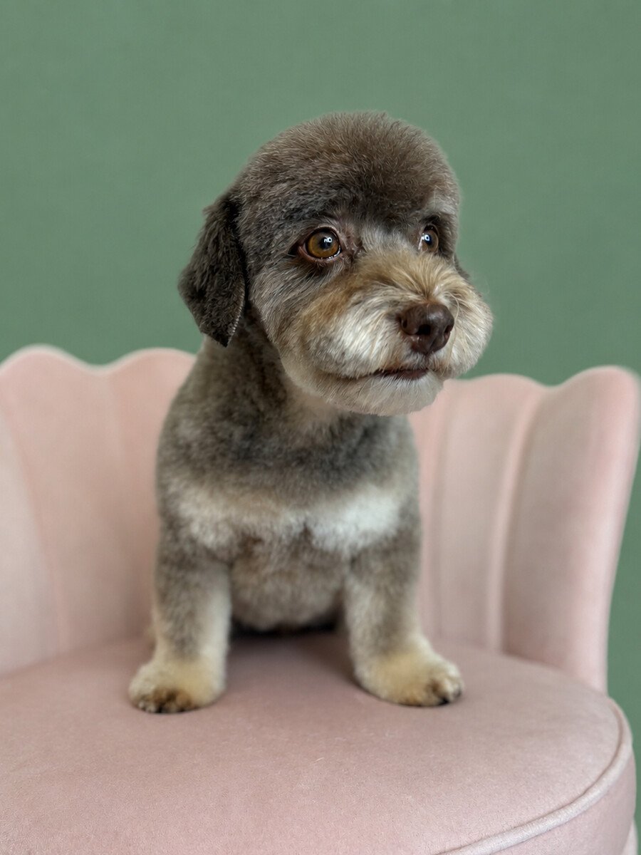 A silver poodle sitting on the pink shell chair after a fresh groom.