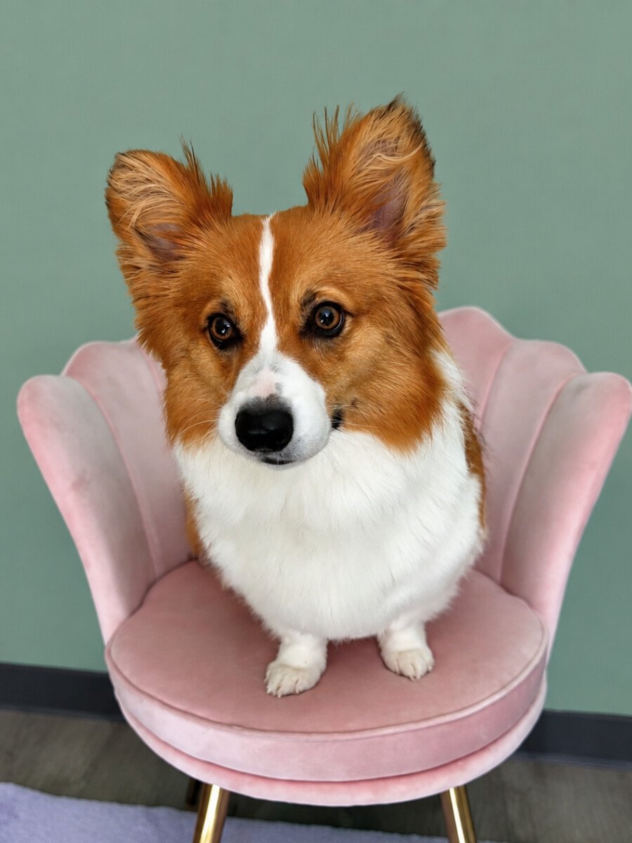 A red and white papillon with butterfly ears sitting on the pink shell chair.