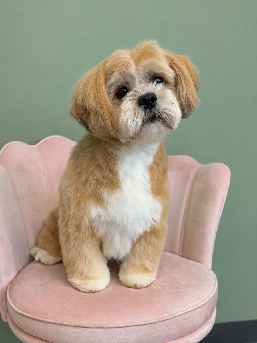 A tan and white groomed dog sitting on the pink shell chair.