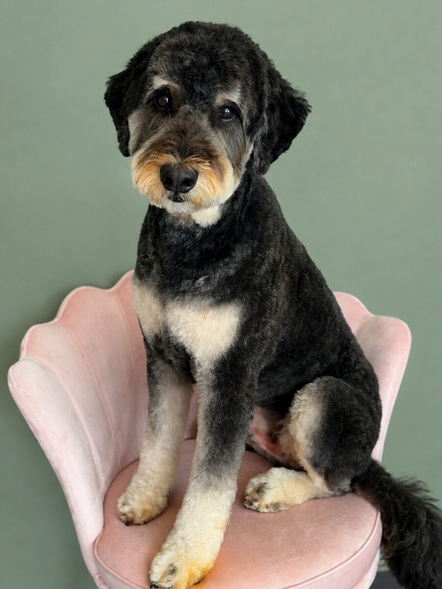 A large black, tan, and white groomed doodle sitting on the pink shell chair.