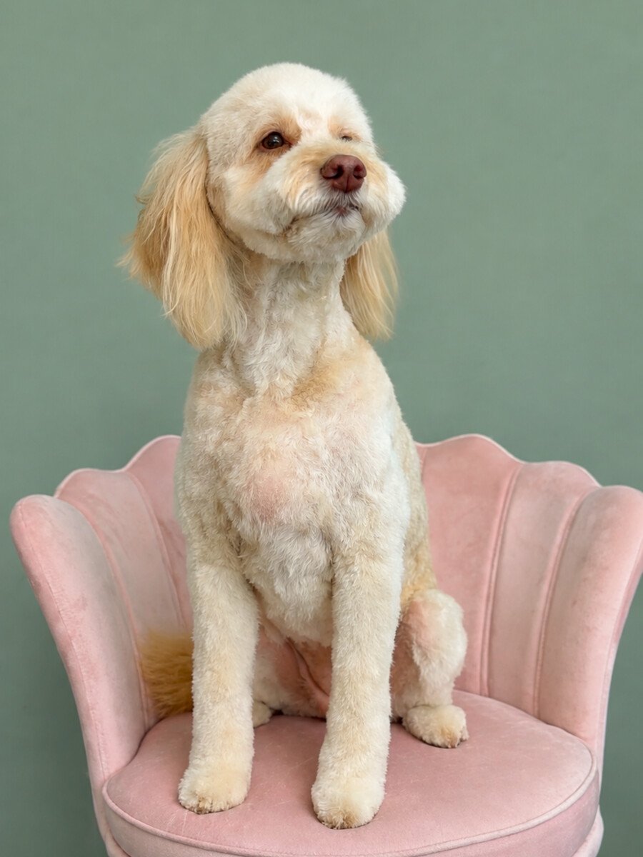 A cream, curly-coated dog sitting on the pink shell chair.