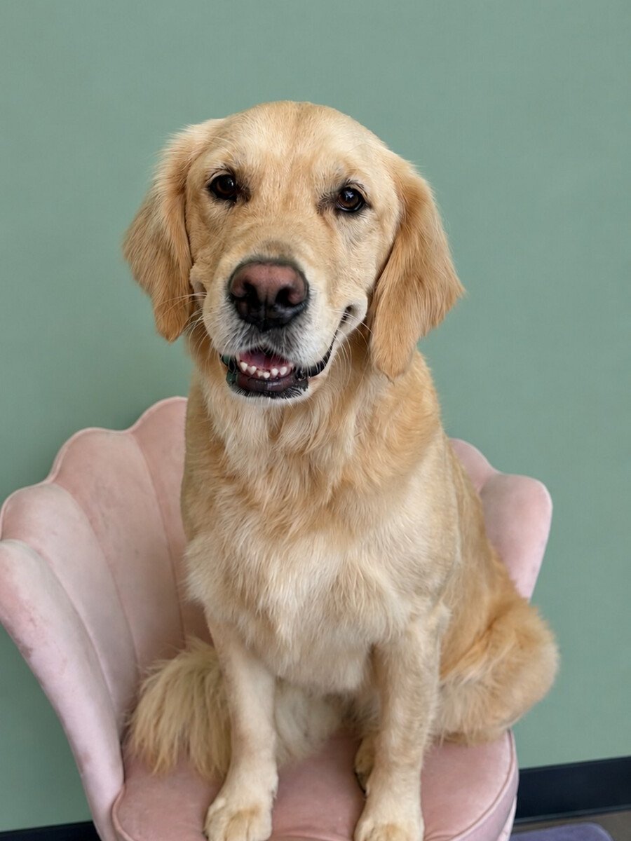 A golden retriever sitting on the pink shell chair, freshly groomed.