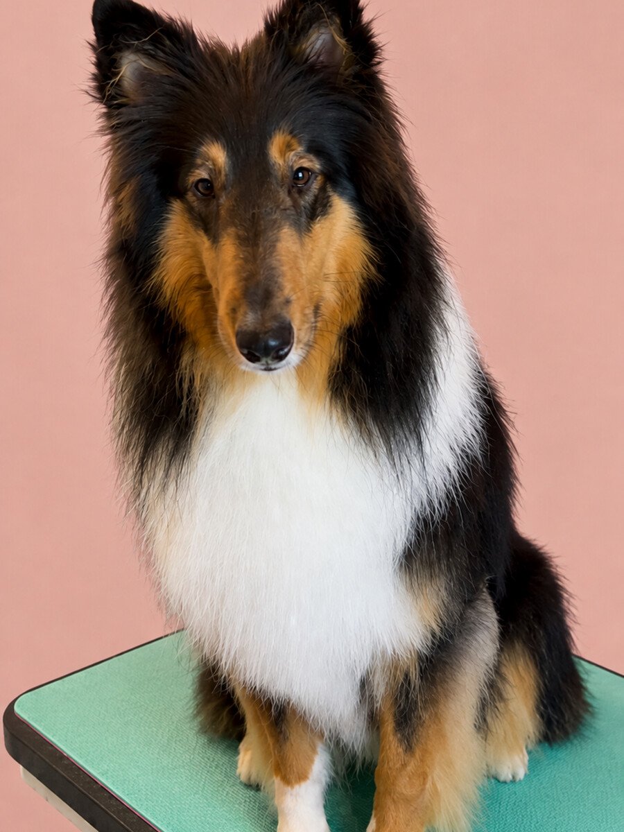 A tricolour Shetland Sheepdog sitting on a teal photo backdrop.