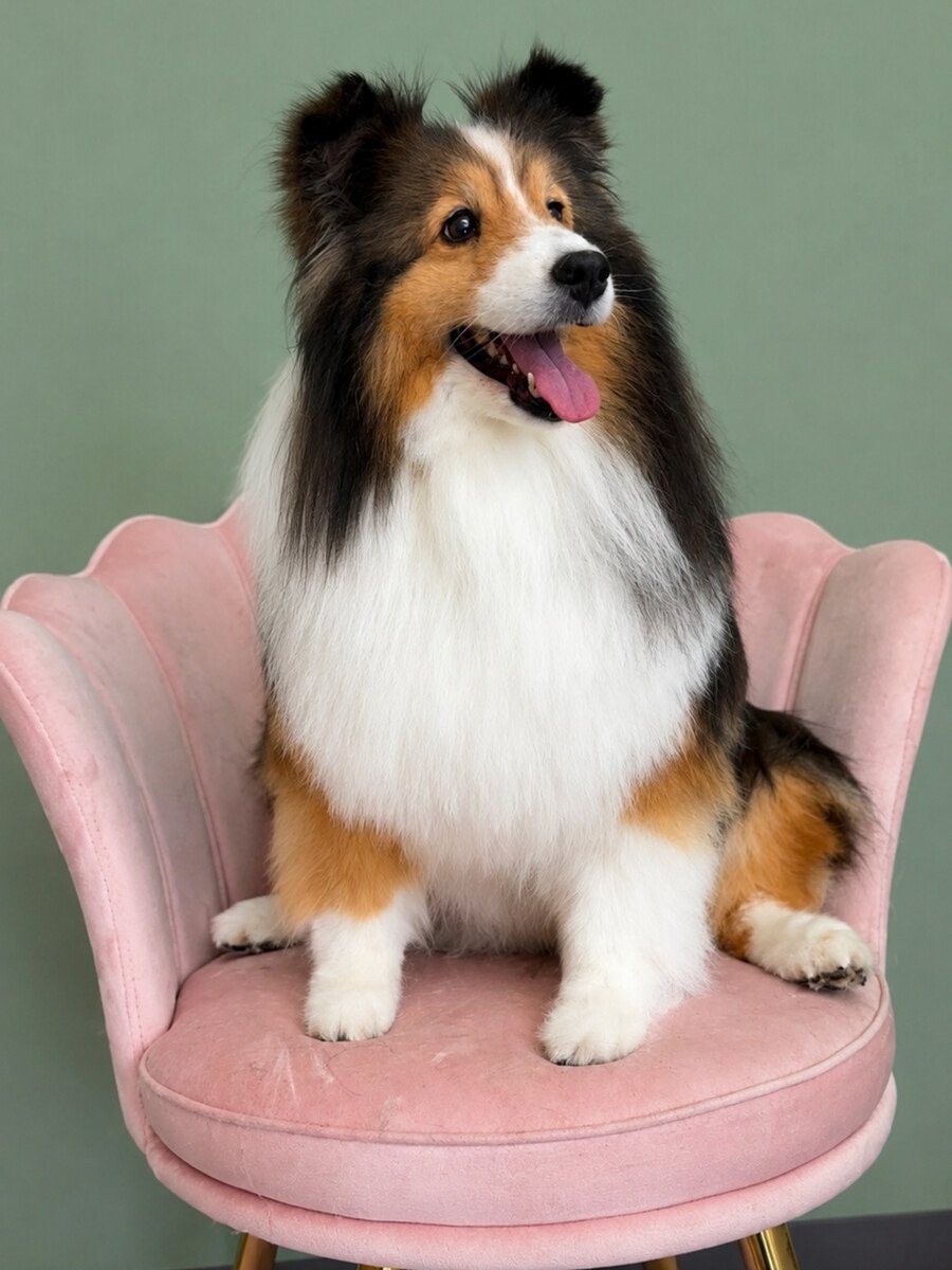 A tricolour Shetland Sheepdog sitting on the pink shell chair.